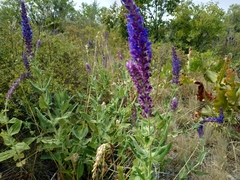 Salvia deserta