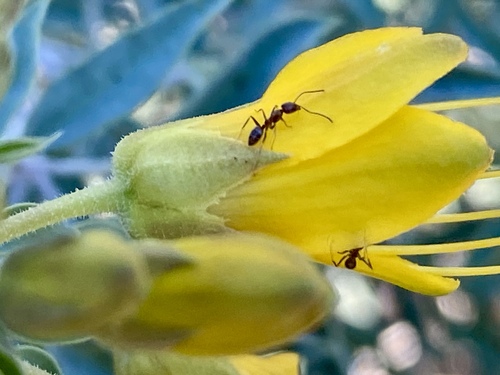 iNaturalist observation photo of Argentine Ant