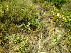 Salvia deserta