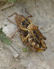 Prionotropis hystrix