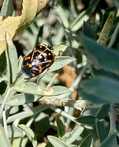 iNaturalist observation photo of Harlequin Bug