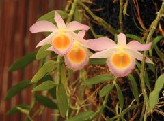 Dendrobium loddigesii