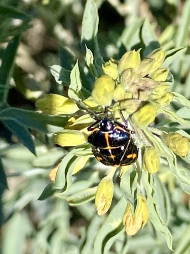 iNaturalist observation photo of Harlequin Bug