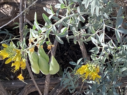 iNaturalist observation photo of Bladderpod