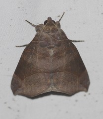Bastilla hamatilis
