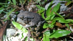 Duttaphrynus melanostictus