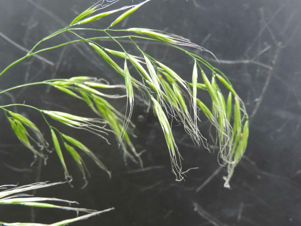 crinkle-awn fescue