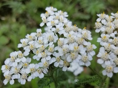 Achillea millefolium