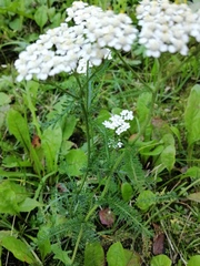 Achillea millefolium