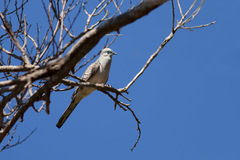 Geopelia placida placida