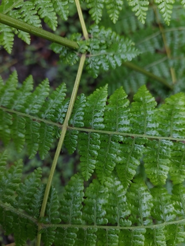 Dennstaedtia scandens, photograph 5