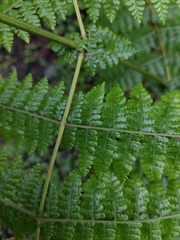 Dennstaedtia scandens, photograph (c) Jason, some rights reserved (CC BY)