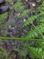 Dennstaedtia scandens, photograph (c) Jason, some rights reserved (CC BY)
