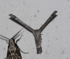 Phazaca interrupta