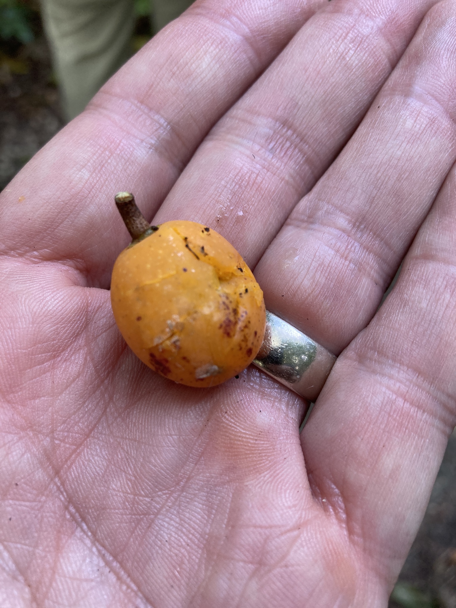 Imagem de Marmelinho-do-mato