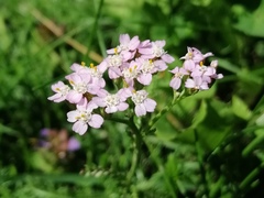 Achillea millefolium