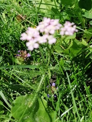 Achillea millefolium