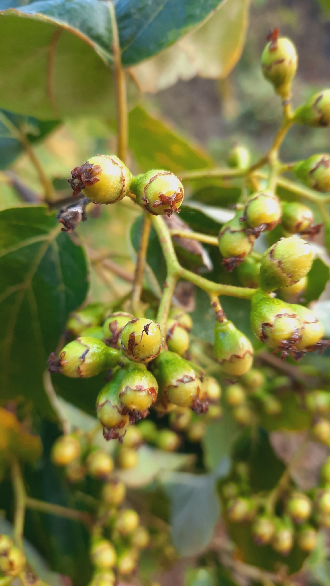 Cordia dichotoma (Cordia dichotoma)