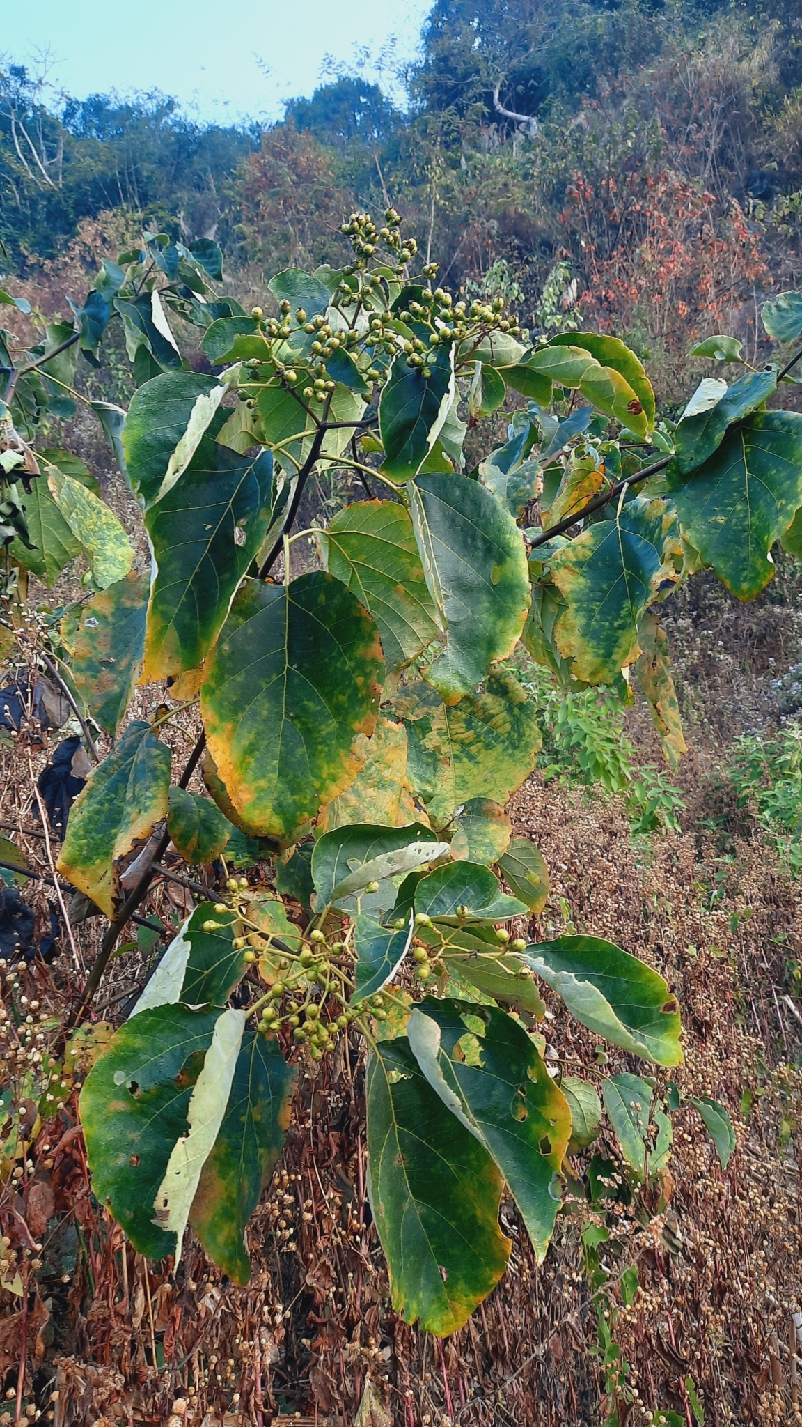 Cordia dichotoma — ảnh 2