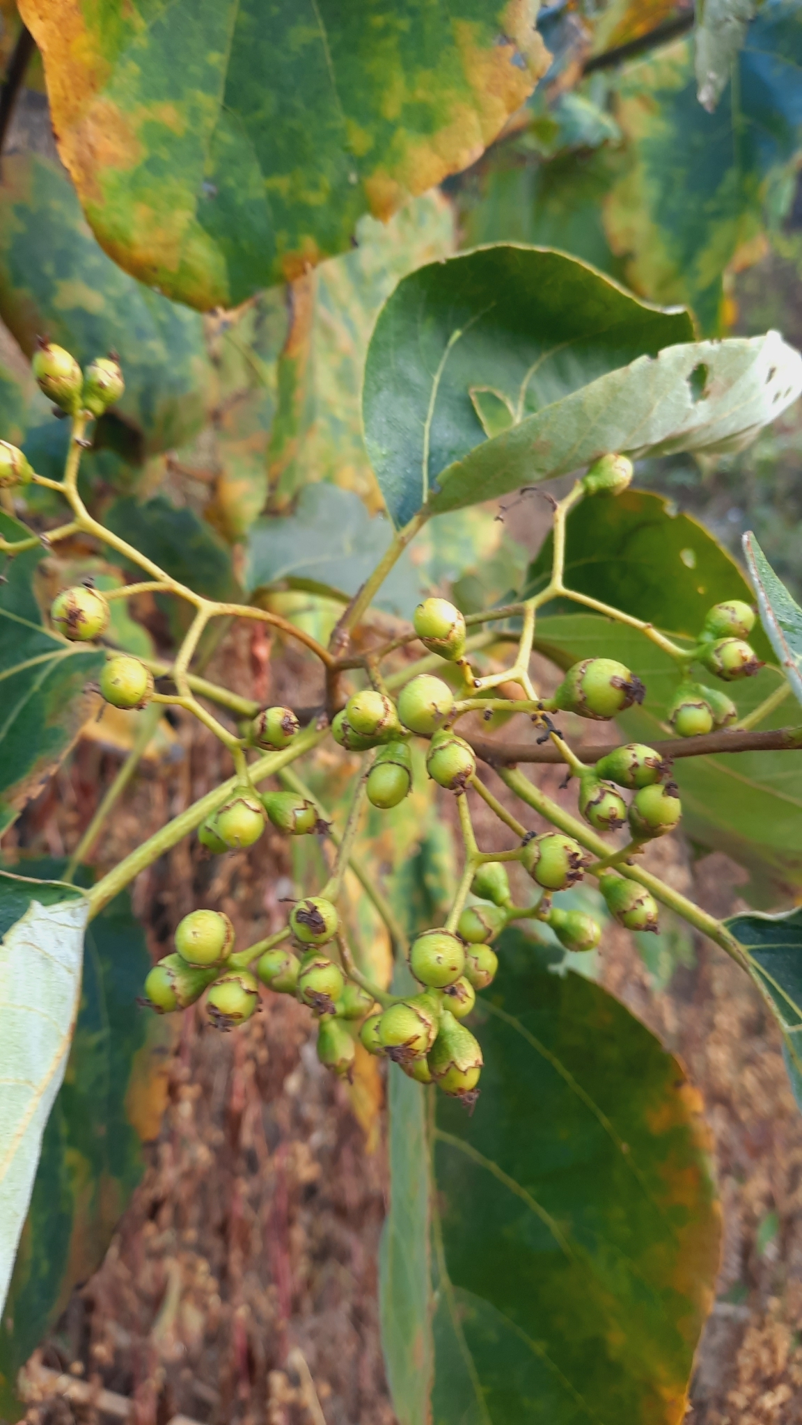 Cordia dichotoma — ảnh 3