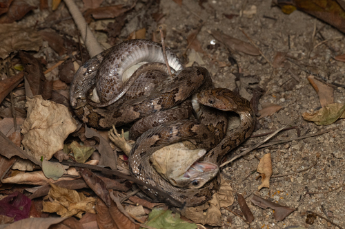 Culebra lira