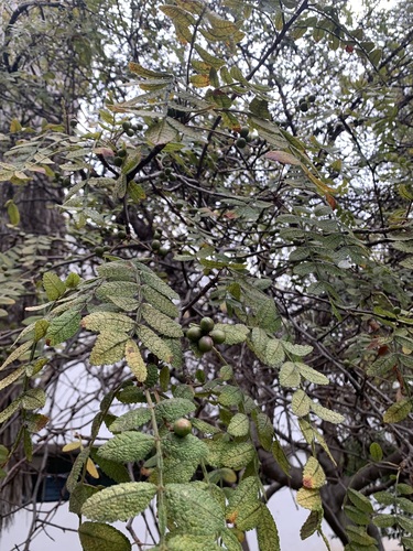 Bursera copallifera, photograph 4