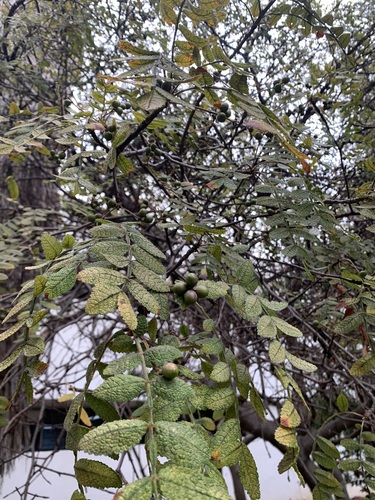Bursera copallifera, photograph 6