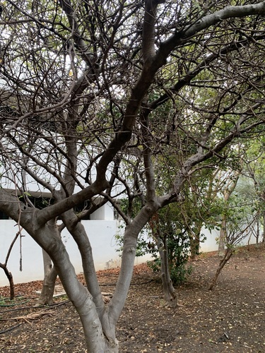 Bursera copallifera, photograph 5