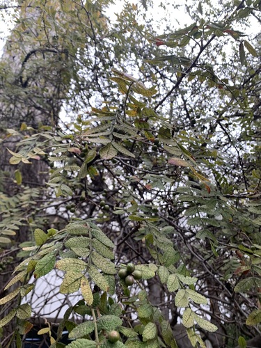 Bursera copallifera, photograph 3