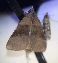 Avatha discolor