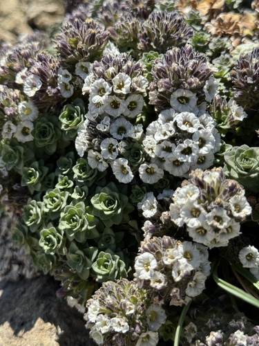Combera paradoxa (Combera paradoxa)