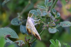 Evergestis extimalis