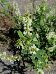 Melilotus albus