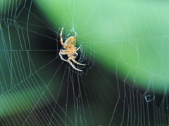 Araneidae