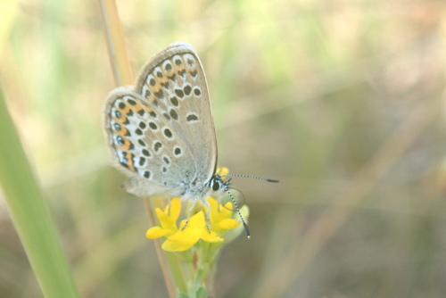 modráčik čiernoobrúbený (Plebejus argus)