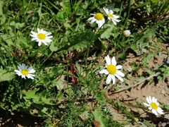 Tripleurospermum inodorum