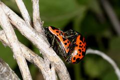 Calligrapha anabelae