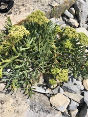 Crithmum maritimum