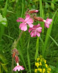 Silene dioica