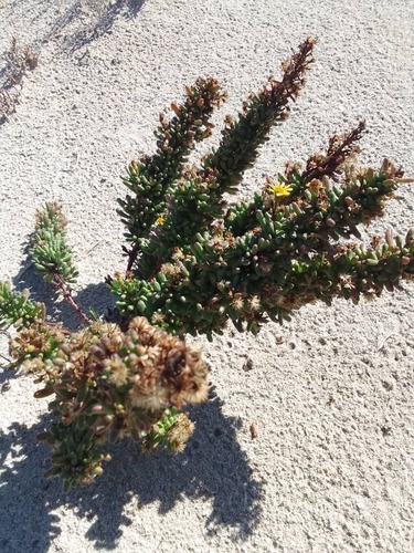 Golden Samphire