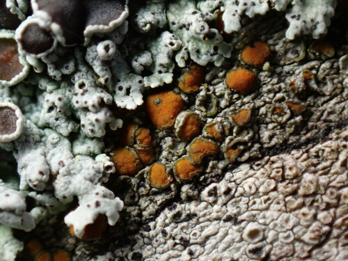 gray-rimmed firedot lichen (Caloplaca cerina)