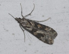 Nomophila corticalis
