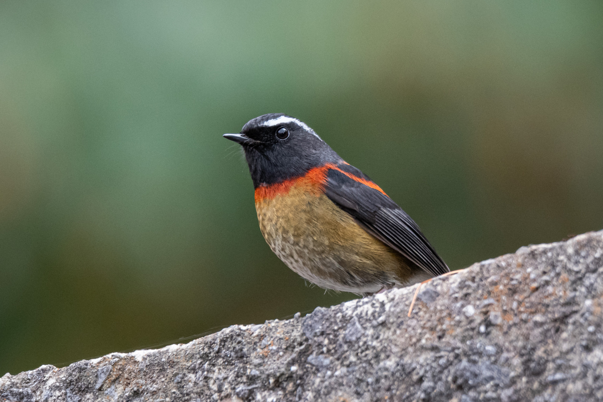 Collared Bush Robin