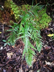 Asplenium appendiculatum appendiculatum