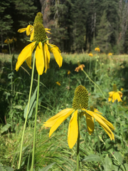 Rudbeckia californica