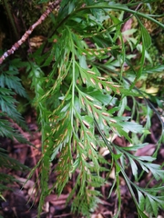 Asplenium appendiculatum appendiculatum
