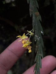 Lockhartia amoena