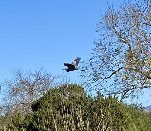 iNaturalist observation photo of Great Blue Heron