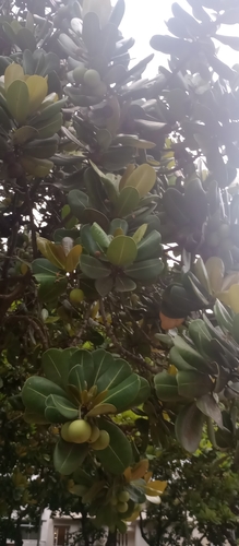 Foto de Abricó-de-praia
