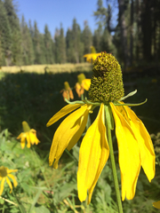 Rudbeckia californica